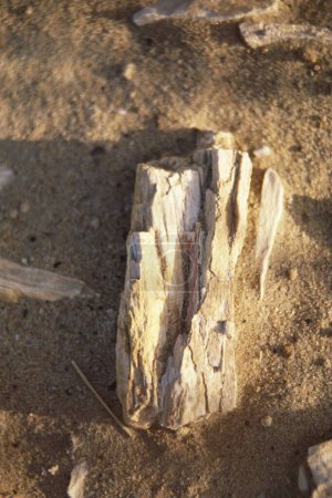 Foto de Fósil de madera, dunas de arena sam en el desierto, jaisalmer, rajasthan, india - Imagen libre de derechos