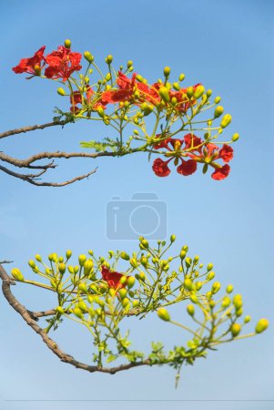 Foto de Gul Mohur delonix regia on tree ; Padhegaon ; Taluka Shrirampur ; District Ahmadnagar ; Maharashtra ; India - Imagen libre de derechos