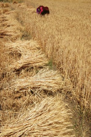 Téléchargez les photos : Blé doré champs céréales épis cultures céréalières prêt en mois de Septembre, leh, Inde - en image libre de droit