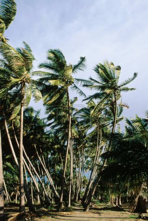 Téléchargez les photos : Jardin de cocotiers Cocos nucifera, kerala, Inde - en image libre de droit
