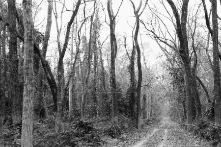 Dirt road through forest in Dudhwa National Park Uttar Pradesh India Asia 1990