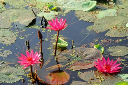 Photo for Lotus (nelumbo nucifera) , Pink Water Lilly lilies - Royalty Free Image