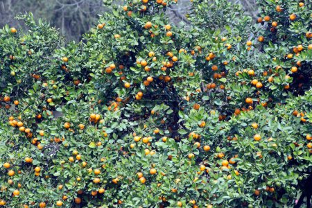 Téléchargez les photos : Oranger dans le jardin du temple du lotus Delhi Inde Asie - en image libre de droit