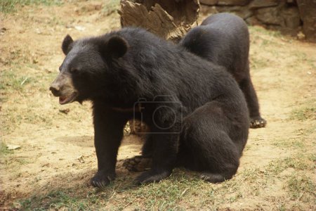 Photo for Himalayan black bear , india - Royalty Free Image