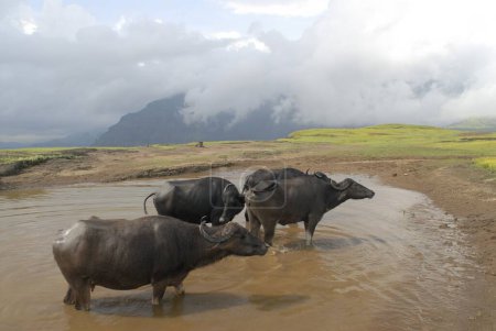 Photo for Herd of buffalos in pond at Malshej ghat ; Maharashtra ; India - Royalty Free Image