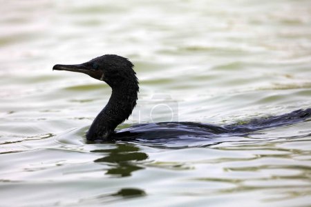 little cormorant in thol lake, Gujarat, India, Asia