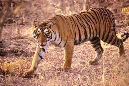 Tiger Panthera tigris Wandern Ranthambore National Park, Rajasthan, Indien