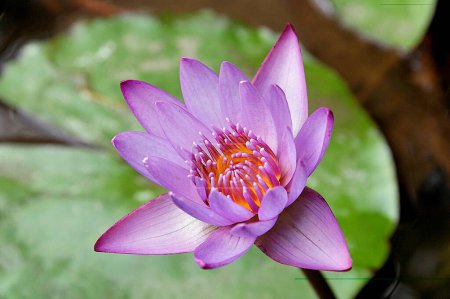 Photo for Lotus nelumbo nucifera , Water Lilly lilies - Royalty Free Image