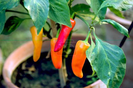 Spices, red chillies hanging on plant, West Bengal, India 
