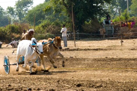 Foto de Carrera de carretas Bullock y jinete en la aldea Aisalpur; distrito Amravati; Maharashtra; India - Imagen libre de derechos