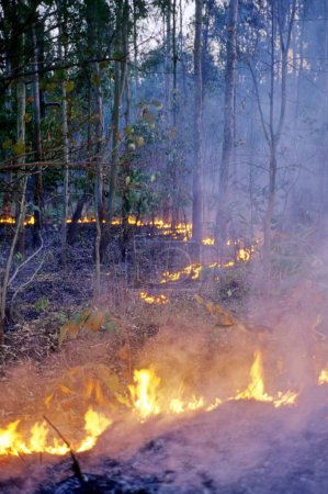 Foto de Incendios forestales durante el día - Imagen libre de derechos