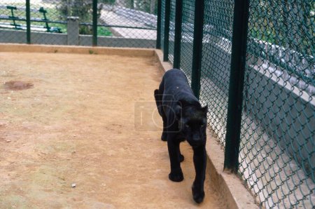 Téléchargez les photos : Panthère Noire ou Panthère Léopard Pardus Dans Zoo, Inde - en image libre de droit