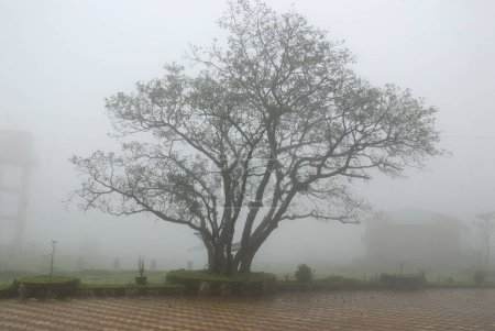 Téléchargez les photos : Arbre dans la brume, Malshej ghat, Maharashtra, Inde - en image libre de droit