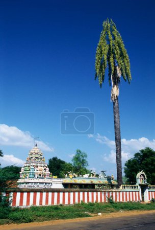 Talipot-Palme Corypha umbraculifera Linn am Tempel, Indien