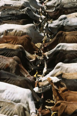 Téléchargez les photos : Manger des vaches, Nathdwar, Rajasthan, Inde - en image libre de droit