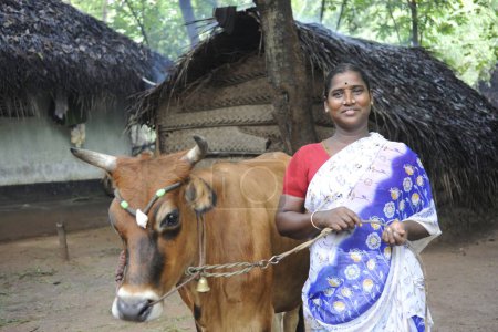 Foto de Señora rural con ayuda de la vaca por ngo kshtriya gramin servicios financieros de la fundación IFMR, Thanjavur, Tamil Nadu, India - Imagen libre de derechos