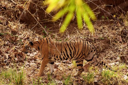 Königlicher bengalischer Tiger, Tadoba Wildlife Sanctuary, Maharashtra, Indien, Asien