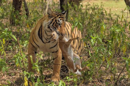 Großaufnahme eines bengalischen Tigers, der ein totes Fleck- oder Achsenhirschkalb im Maul trägt, im Tigerreservat Ranthambhore, Indien
