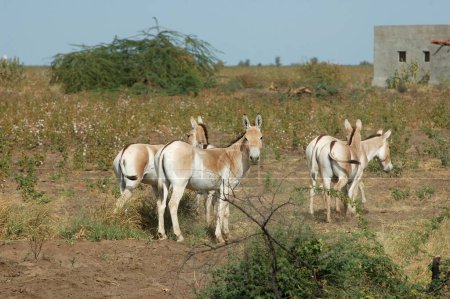 Herd of Wild Ass Equus Hemionus Pallas in cotton field ; Gujarat ; India