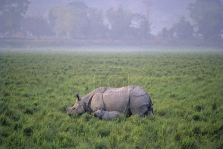 Foto de Rhinoceros Un cuerno y ternera (Rhinoceros unicornis); Parque Nacional Kaziranga; assam; India - Imagen libre de derechos