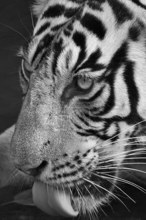 Black and white Infrared portrait of a wild tiger sitting in a waterhole in Ranthambhore national park in India