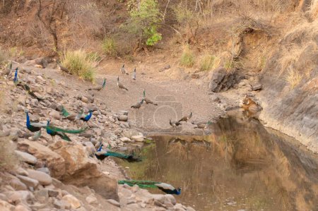 Wild tiger and lots of Indian Peafowls sharing a waterhole during the hot summers in Ranthambhore tiger reserve, India
