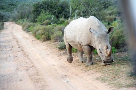 Rinoceronte salvaje en Sudáfrica