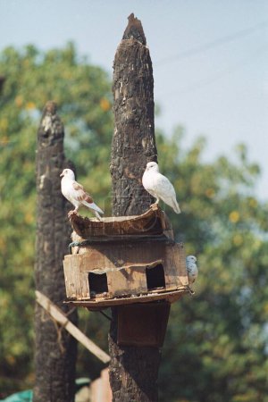 Téléchargez les photos : Pigeons assis sur un bûcher, Inde - en image libre de droit