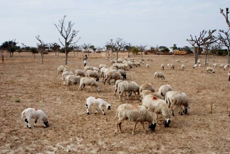 Photo for Shepherd looking at sheep engaged in grazing ; Ladnun ; Rajasthan ; India - Royalty Free Image