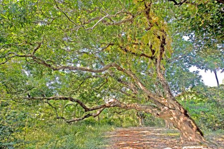 Téléchargez les photos : Forêt de manguiers mangifera indica ; Calcutta ; Bengale occidental ; Inde - en image libre de droit