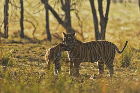 Téléchargez les photos : Tigre du Bengale jouant avec des oursons, parc national de Ranthambhore, rajasthan, Inde, Asie - en image libre de droit