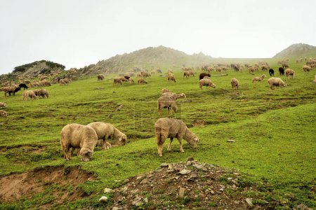 Sheep grazing, Gurez valley, Bandipora, Kashmir, India, Asia