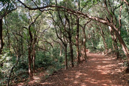 Téléchargez les photos : Route à travers la forêt de Matheran ; district Raigad ; Maharashtra ; Inde ; Asie - en image libre de droit