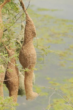 Photo for Baya weaver bird nests hanging ; Jodhpur ; Rajasthan ; India - Royalty Free Image