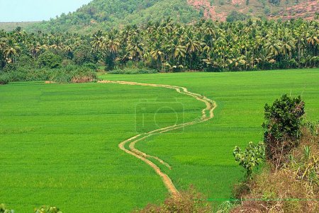 Téléchargez les photos : Paddy field entre mookambika et udipi, Karnataka, Inde - en image libre de droit