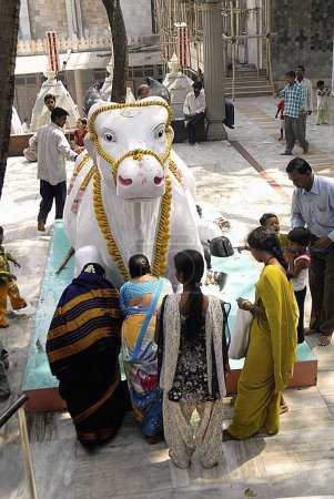 Téléchargez les photos : Les dévots adorant le taureau nandi à l'occasion de Mahashivratri à Bombay Mumbai, Maharashtra, Inde - en image libre de droit
