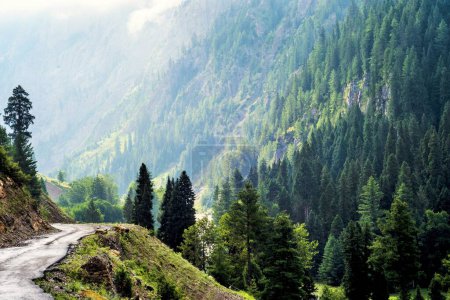 Téléchargez les photos : Route et conifères, vallée de Gurez, Bandipora, Cachemire, Inde, Asie - en image libre de droit