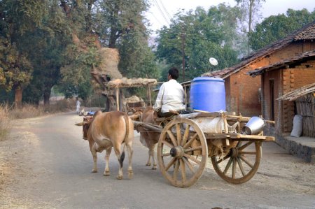 Photo for Man riding bullock cart on street ; Karjat ; Maharashtra ; India - Royalty Free Image
