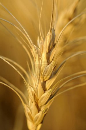 Campo de trigo, Pune, Maharashtra, India