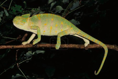 Reptiles , Chameleon Chameleo Zeylanicus