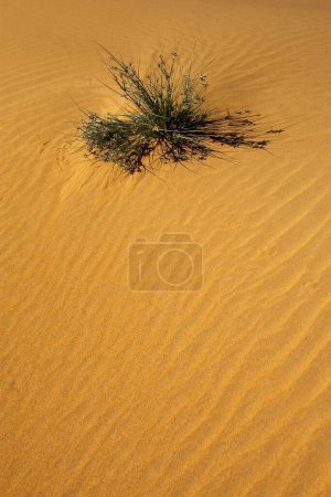Foto de Thar desert, Sam Sand Dunes, Jaisalmer, Rajasthan, India - Imagen libre de derechos