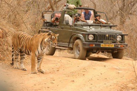 Foto de Machali Tigress Panthera tigris de los turistas del área del lago que hacen fotografía en Ranthambore Tiger Reserve National Park, Rajasthan, India - Imagen libre de derechos