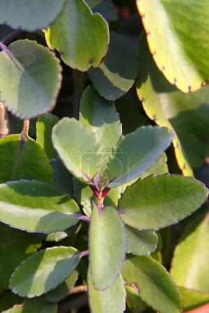 Téléchargez les photos : Plante médicinale, Panphuti, nom botanique Bryophyllum pinnatum, famille des Crassulanceae - en image libre de droit