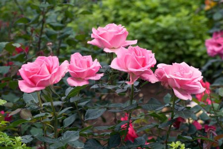 Foto de El jardín de rosas centenario Vijayanagaram Rose Garden; Udhagamandalam Ooty en las montañas Nilgiri; Tamil Nadu; India - Imagen libre de derechos