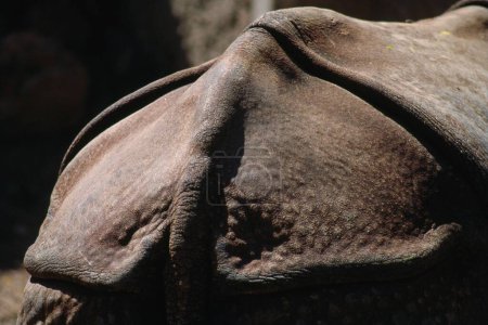 Ein Nashorn Haut Rhinoceros unicornis, Indien
