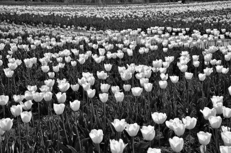 Téléchargez les photos : Indira Gandhi Memorial Jardin de fleurs de tulipes, Srinagar, Cachemire, Jammu-et-Cachemire, Inde, Asie - en image libre de droit