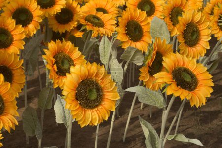 artificial Sunflowers field Surajkund mela Faridabad Haryana India Asia