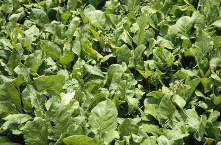 Vegetable , spinach field , uttan , maharashtra , india