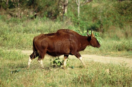 Gaur Bos gaurus Bison, parc national de Kanha, Madhya Pradesh, Inde