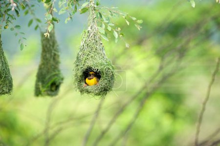 Baya weaver flying for nesting , India